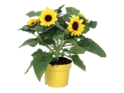 Lidl  Hélianthus «Tournesol»