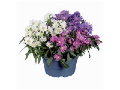 Aster trois couleurs en coupe 3.79 €
