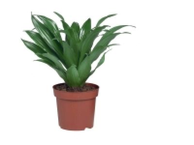 Plante verte 2.05&nbsp;&euro;
