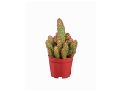 Cactus et succulentes mix 2.54 €