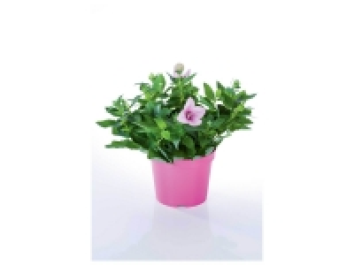 Platycodon 3.99 €
