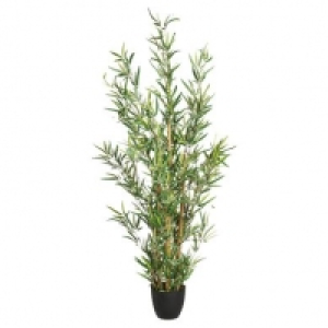 BAMBOU Vert 31.99 €