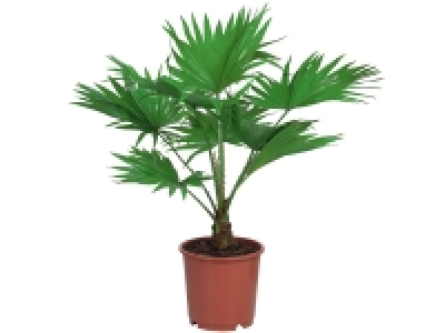 Lidl  Palmier de jardin : Cycas ou Livistona