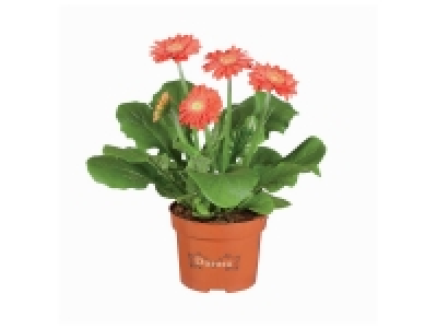 Gerbera 2.19 €
