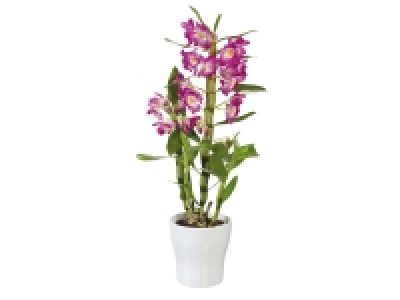Orchidée dendrobium en pot céramique 7.99 €