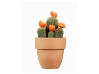 Lidl  Cactus avec fleurs séchées