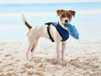 Harnais pour chien 4.99 €