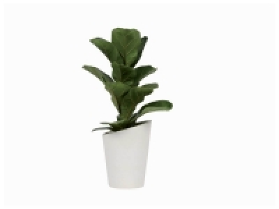 Plante verte en pot céramique