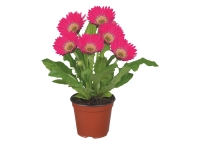Plante fleurie 2.19 €