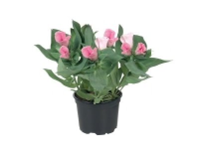 Eustoma 1.69 €