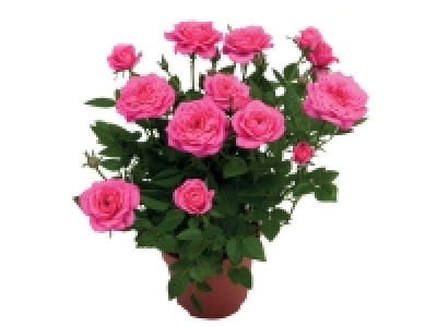 Rosier en pot 1.44 €