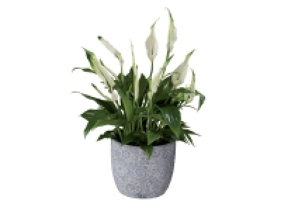 Plante fleurie en pot céramique 2.62 €