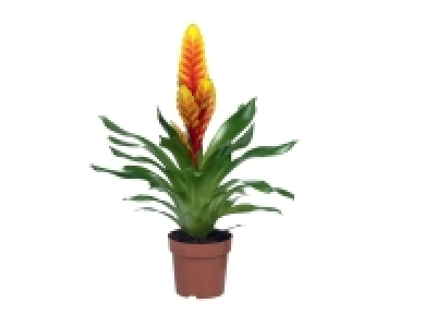 Plantes vertes et Exotiques (Ficus, Livistona, Anthurium, Guzmanaia et