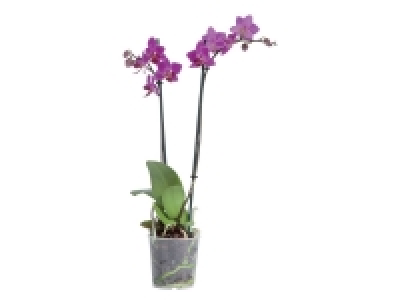 Orchidée 2 tiges 5.49 €