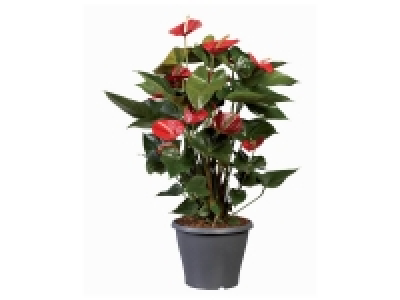 Anthurium 7.99 €