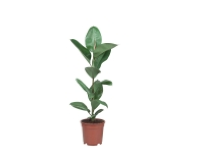Plante verte