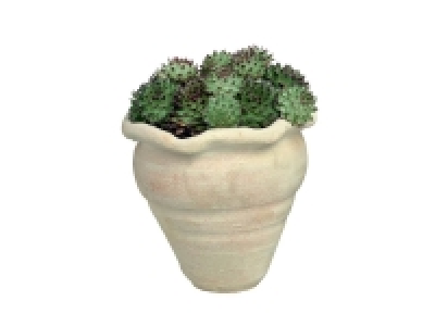 Plante grasse en pot déco