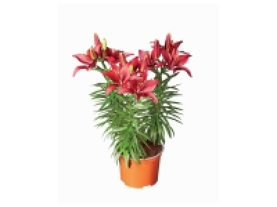 Lys asiatique 3.99 €