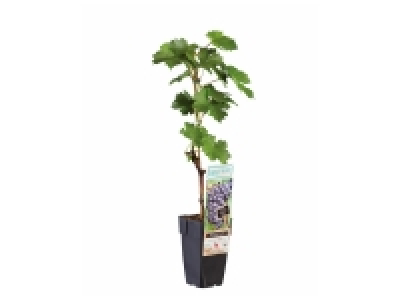 Pied de vigne 6.99 €