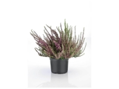 Bruyère calluna trois couleurs 2.59 €