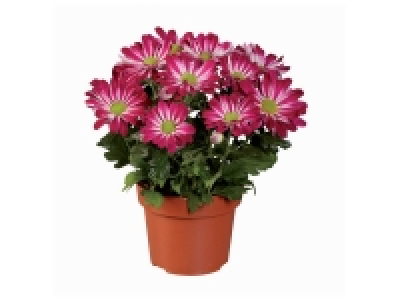 Chrysanthème Multifleur 1.99 €