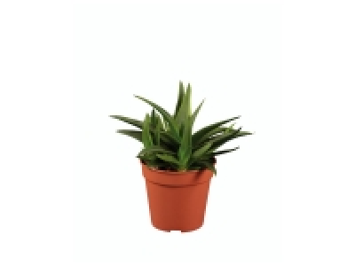 Cactus et succulentes mix 2.99 €