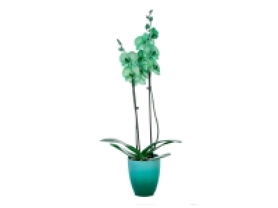 Orchidée teintée en pot céramique 13.99 €