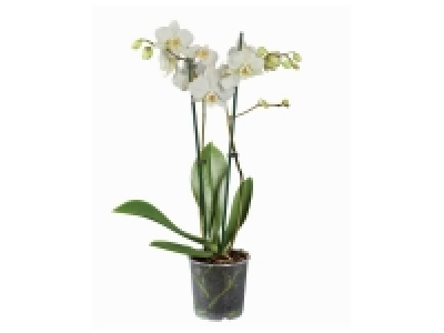 Orchidée collection 5.99 €