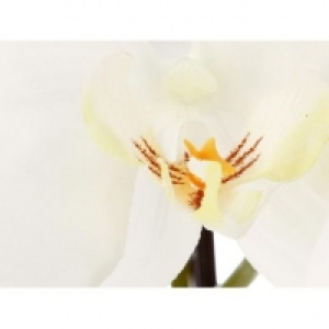  Blanc 71.99 €