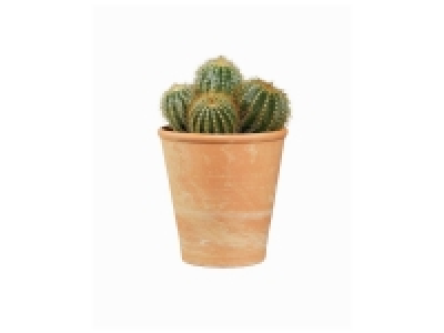 Cactus en pot terre cuite 2.99 €