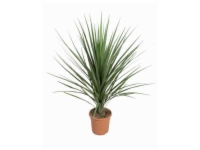 Plante verte 2.79&nbsp;&euro;
