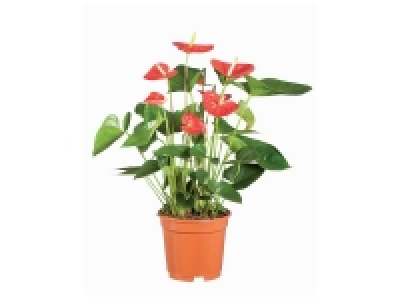 Plante fleurie 6.99 €