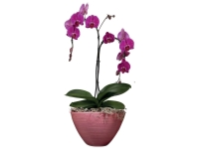 Orchidée Cascade 2 tiges 13.99 €