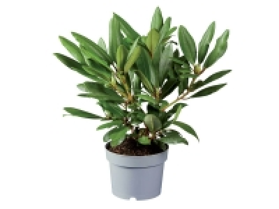 Rhododendron 4.29 €