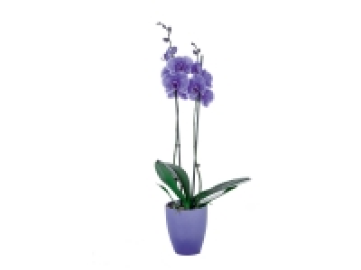Orchidée couleur en pot céramique 12.99 €
