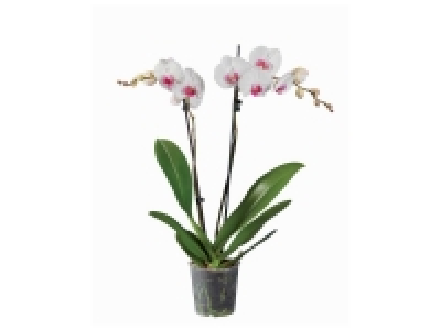 Orchidée 2 tiges 5.99 €