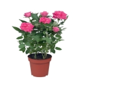 Rosier en pot 2.29 €