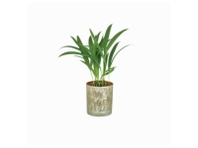 Plante verte pot jungle