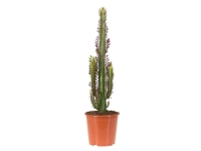 Cactus Maxi