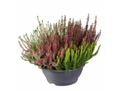 Bruyère calluna en coupe