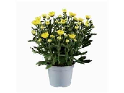 Plante fleurie 2.39 €