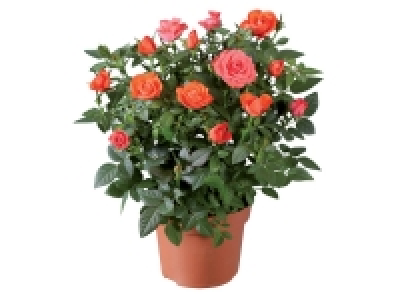 Rosier en pot 2.19 €
