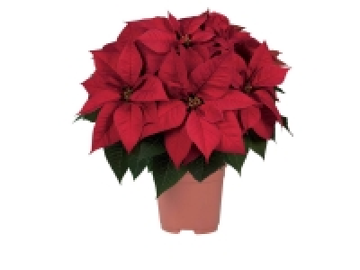 Grande étoile de Noël 7.49 €