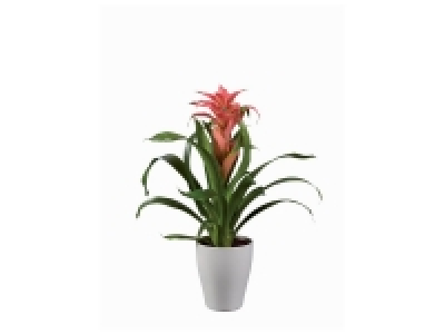 Lidl  Guzmania en céramique