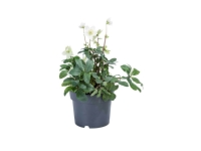Rose de Noël (Hellebore)