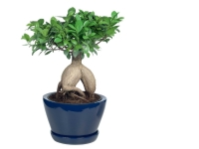 Bonsai Ficus Gonseng en pot céramique