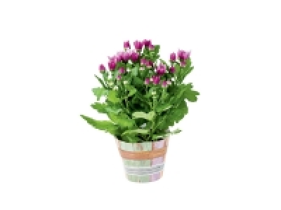 Plante fleurie en pot nature (chrysanthème, piment ornemental, kalanch