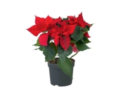 Étoile de Noël 2.46 €