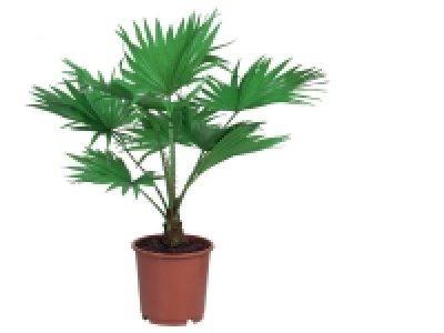 Lidl  Palmier décoratif