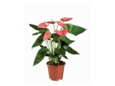 Anthurium 3.99 €